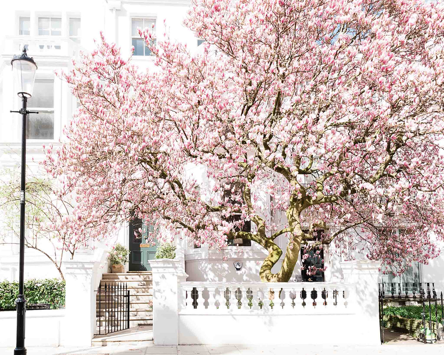 Blooming Magnolia trees in London